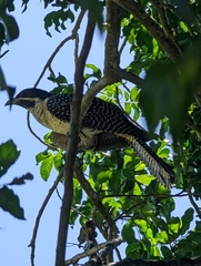 Eudynamys orientalis