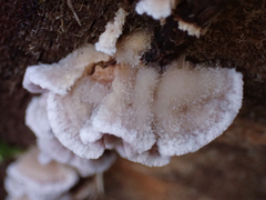 Chondrostereum purpureum