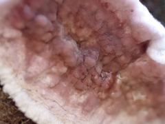 Chondrostereum purpureum