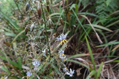 Dianella tasmanica