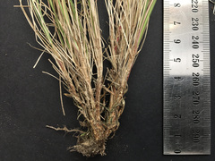 Festuca novae-zelandiae