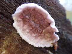 Chondrostereum purpureum