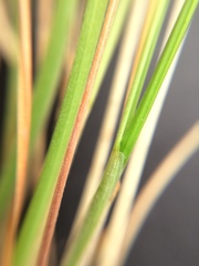 Festuca novae-zelandiae