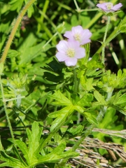 Geranium solanderi