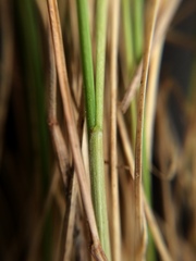 Festuca novae-zelandiae