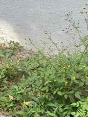 Bidens pilosa
