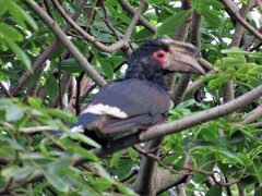 Bycanistes bucinator