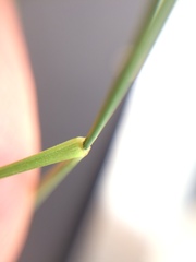 Festuca novae-zelandiae