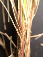 Festuca novae-zelandiae