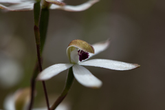 Caladenia cucullata