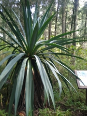 Furcraea