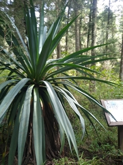 Furcraea