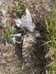 Tyto alba delicatula