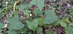 Fagopyrum esculentum