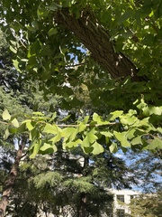 Ginkgo biloba