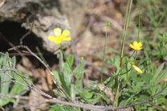 Ranunculus lappaceus