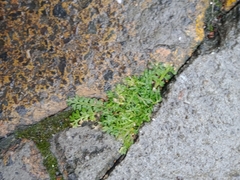 Lepidium didymum