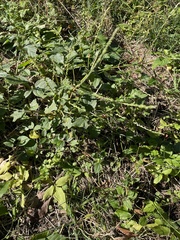 Magnoliopsida