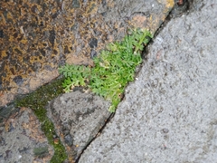 Lepidium didymum