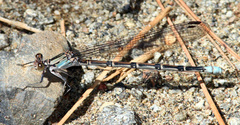 Argia tonto
