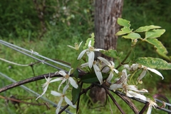 Clematis aristata