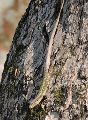 Darevskia rudis bischoffi
