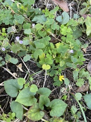 Oxalis corniculata