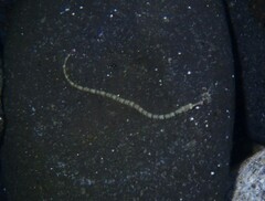 Corythoichthys haematopterus