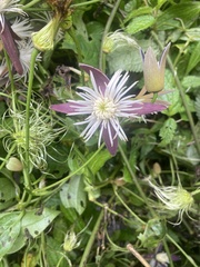 Clematis tashiroi