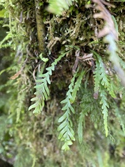 Notogrammitis heterophylla