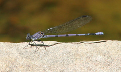 Argia tonto
