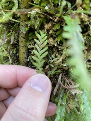 Notogrammitis heterophylla