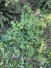 Persicaria senticosa