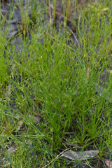 Juncus bufonius