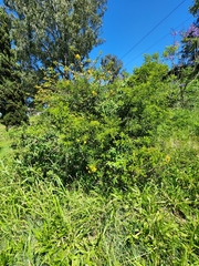 Senna pendula glabrata