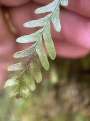 Notogrammitis heterophylla