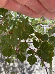 Rhus trilobata