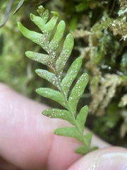 Notogrammitis heterophylla