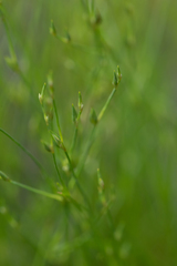 Juncus bufonius