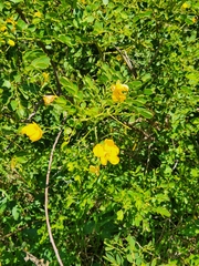 Senna pendula glabrata