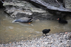 Gallinula tenebrosa tenebrosa