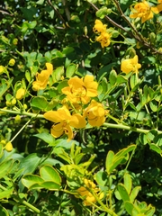 Senna pendula glabrata