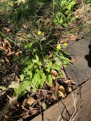Youngia japonica