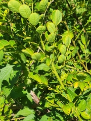Senna pendula glabrata