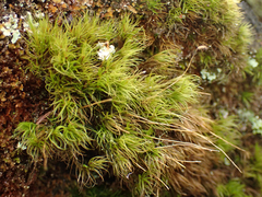 Dicranum fuscescens