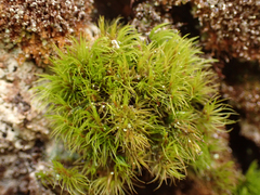Dicranum fuscescens