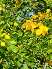 Senna pendula glabrata