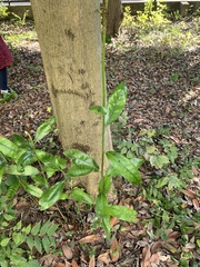 Angiospermae