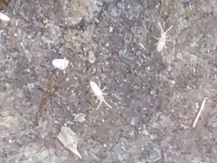 Entomobrya unostrigata