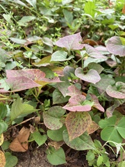 Houttuynia cordata